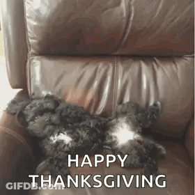 A Black And White Dog Is Laying On A Brown Leather Chair With The Words `` Happy Thanksgiving '' Written On It . GIF