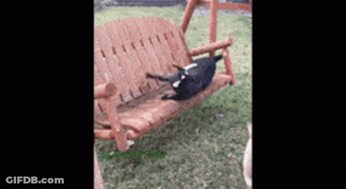 A Black And White Dog Is Laying On A Wooden Swing . GIF
