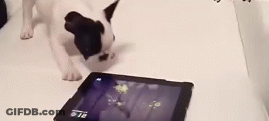 A Black And White Dog Is Looking At A Tablet That Says 12:12 On It . GIF