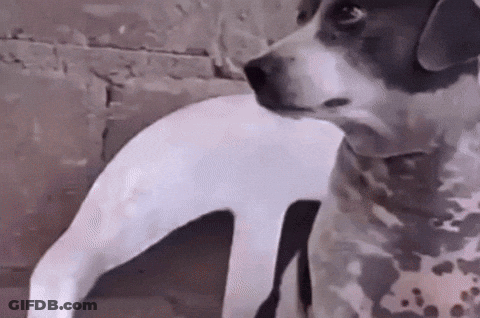 A Black And White Dog Is Looking At Something GIF