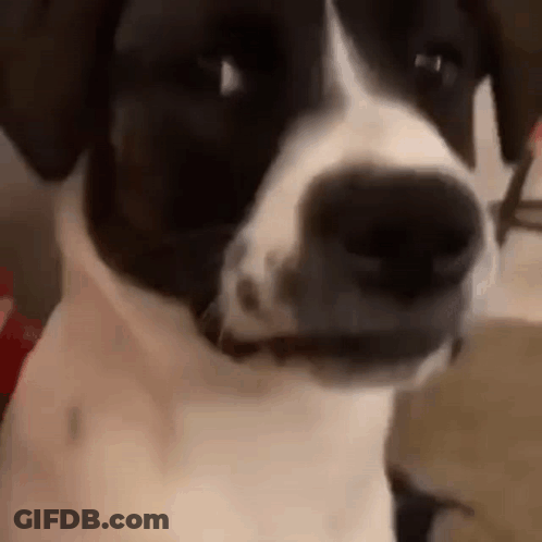A Black And White Dog Is Looking At The Camera And Making A Funny Face . GIF