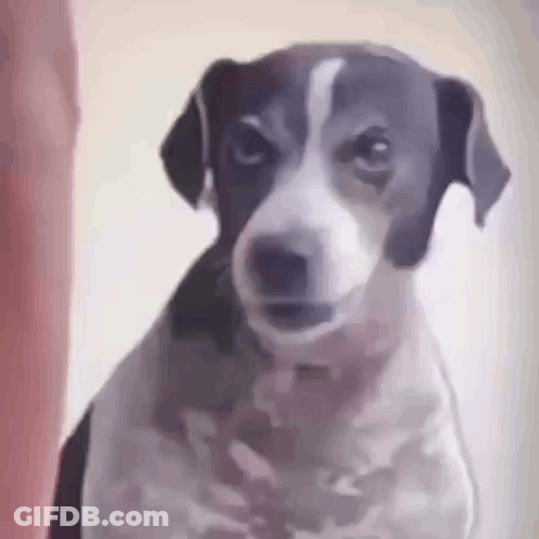 A Black And White Dog Is Looking At The Camera And Making A Funny Face . GIF