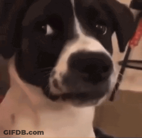 A Black And White Dog Is Looking At The Camera With A Screwdriver In Its Mouth . GIF