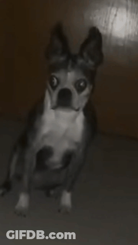 A Black And White Dog Is Looking At The Camera With A Surprised Look On Its Face GIF