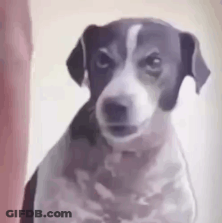 A Black And White Dog Is Looking At The Camera With An Angry Look On His Face . GIF