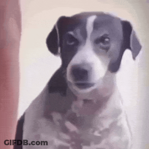 A Black And White Dog Is Looking At The Camera With An Angry Look On His Face . GIF
