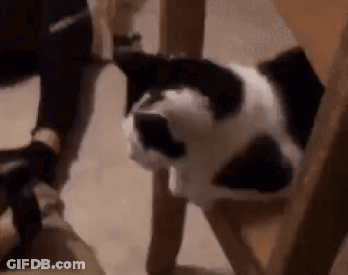 A Black And White Dog Is Playing With A Person 'S Feet GIF