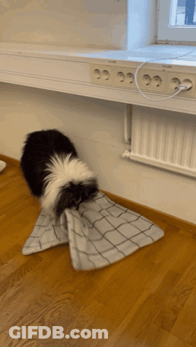 A Black And White Dog Is Playing With A Towel Under A Desk GIF