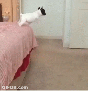 A Black And White Dog Is Running In A Bedroom Next To A Bed GIF