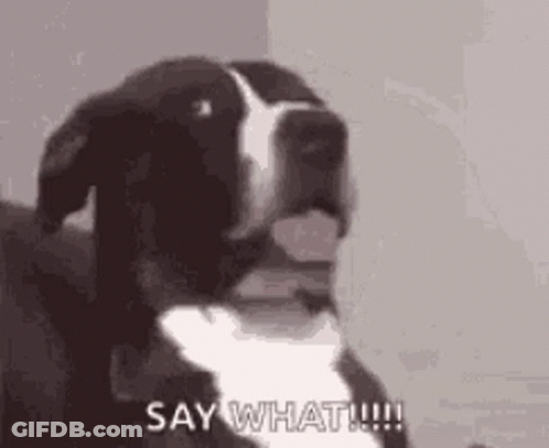 A Black And White Dog Is Saying `` Say What !!! '' . GIF