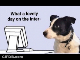 A Black And White Dog Is Sitting At A Desk In Front Of A Computer Monitor . GIF