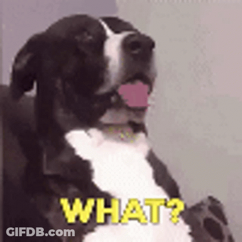 A Black And White Dog Is Sitting In A Chair With Its Tongue Out And The Words `` What ? '' Written On It . GIF