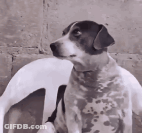 A Black And White Dog Is Sitting Next To A White Dog And Looking At The Camera . GIF