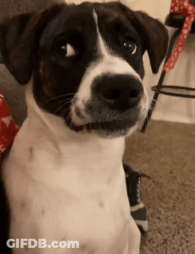 A Black And White Dog Is Sitting On A Carpet And Looking At The Camera GIF
