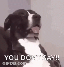 A Black And White Dog Is Sitting On A Couch And Saying `` You Dont Say '' . GIF