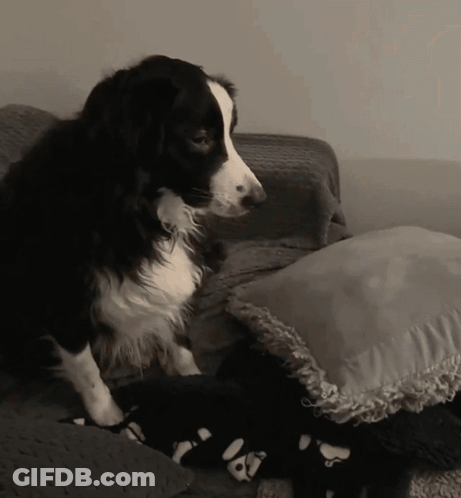 A Black And White Dog Is Sitting On A Couch Next To A Pillow GIF