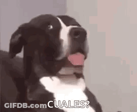A Black And White Dog Is Sitting On A Couch With Its Tongue Hanging Out And Says Cuales . GIF