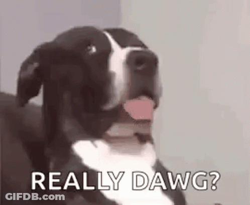 A Black And White Dog Is Sitting On A Couch With Its Tongue Hanging Out . GIF
