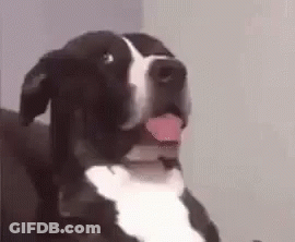 A Black And White Dog Is Sitting On A Couch With Its Tongue Hanging Out . GIF