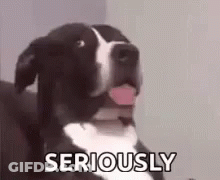 A Black And White Dog Is Sitting On A Couch With Its Tongue Out And Says Seriously . GIF