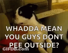 A Black And White Dog Is Sitting On A Couch With The Words `` Whadda Mean You Guys Dont Pee Outside ? '' . GIF