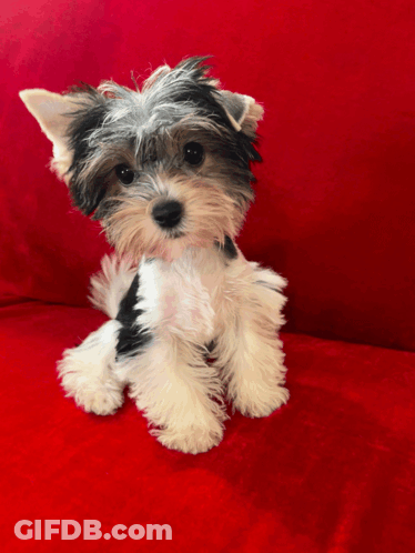 A Black And White Dog Is Sitting On A Red Couch GIF