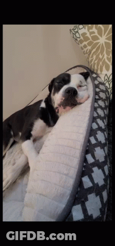 A Black And White Dog Is Sleeping On A Blanket GIF
