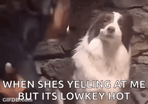 A Black And White Dog Is Standing In Front Of A Stone Wall With The Words `` When She Yells At Me But Its Lowkey Hot '' GIF