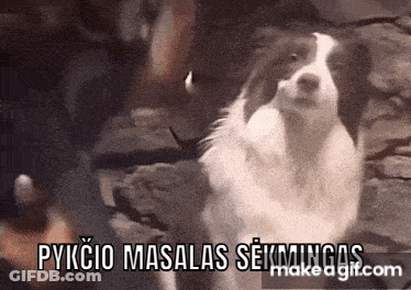 A Black And White Dog Is Standing In Front Of A Wall With The Words Pykcio Masalas Seikminas Written Above It GIF
