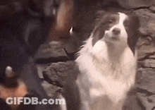 A Black And White Dog Is Standing Next To A Person GIF