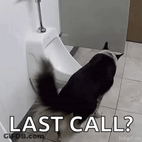 A Black And White Dog Is Standing Next To A Urinal In A Bathroom . GIF