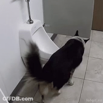 A Black And White Dog Is Standing Next To A Urinal In A Bathroom . GIF