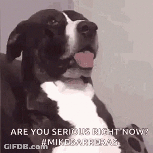 A Black And White Dog Is Sticking Its Tongue Out And Making A Funny Face . GIF