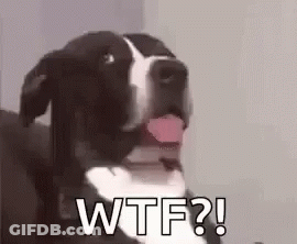 A Black And White Dog Is Sticking Its Tongue Out And Saying Wtf ? . GIF