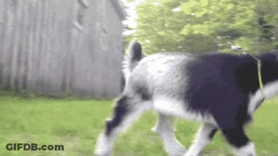 A Black And White Dog Is Walking On A Leash In A Field . GIF