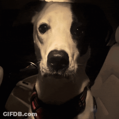 A Black And White Dog Is Wearing A Harness GIF