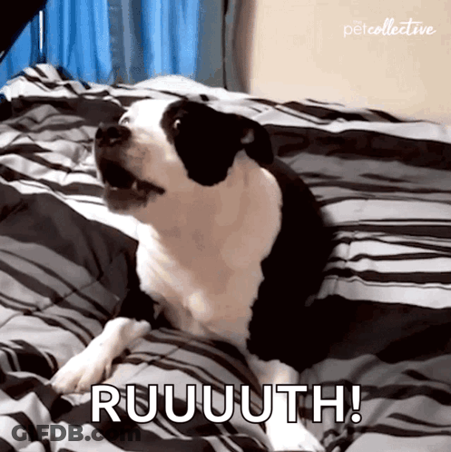 A Black And White Dog Laying On A Bed With The Words Ruuuth Written On It GIF