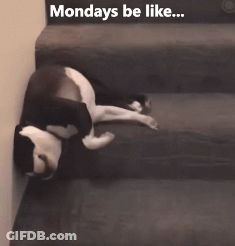 A Black And White Dog Laying On A Couch With The Words Mondays Be Like GIF