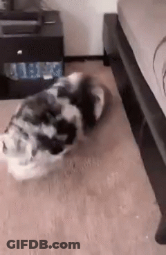 A Black And White Dog Laying On The Floor Next To A Nightstand GIF