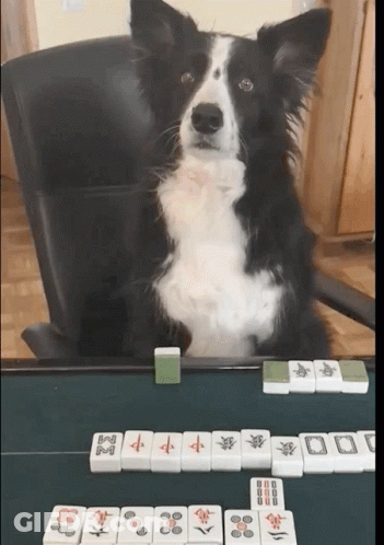 A Black And White Dog Sits At A Table With Mahjong Tiles Including A Tile That Has The Letter M On It GIF