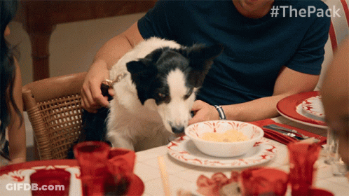 A Black And White Dog Sits At A Table With #Thepack Written Above It GIF
