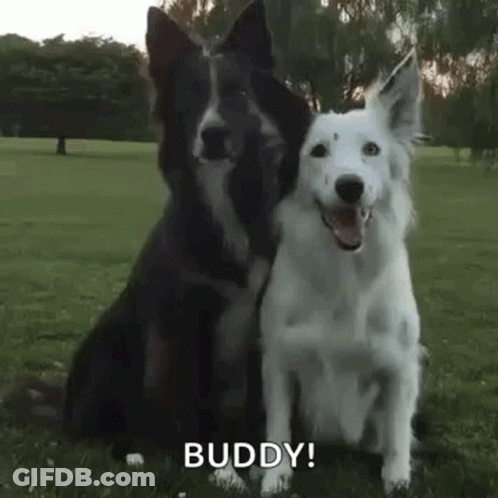 A Black And White Dog Sitting Next To Each Other In A Field . GIF