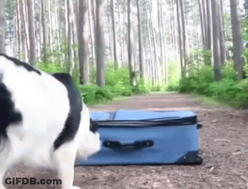A Black And White Dog Standing Next To A Blue Suitcase In A Forest GIF
