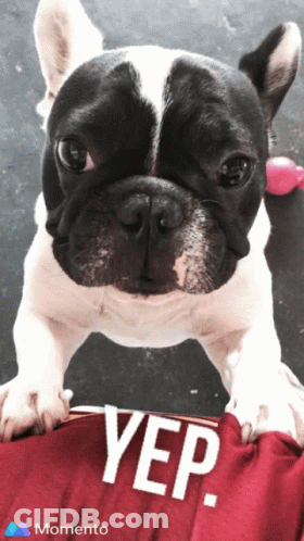 A Black And White Dog Standing Next To A Red Shirt That Says Yep On It GIF