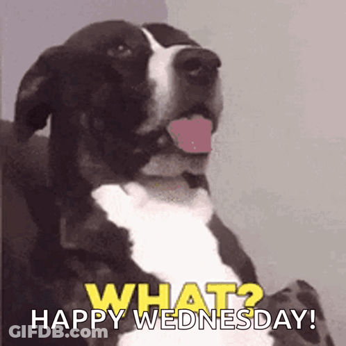 A Black And White Dog Sticking Its Tongue Out With The Words What ? Happy Wednesday Written Below It GIF