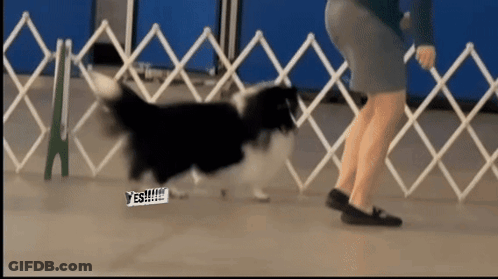 A Black And White Dog Walking In Front Of A White Fence With A Yes !!! Sticker On It GIF