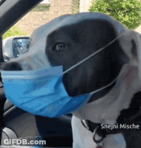 A Black And White Dog Wearing A Blue Face Mask In A Car GIF