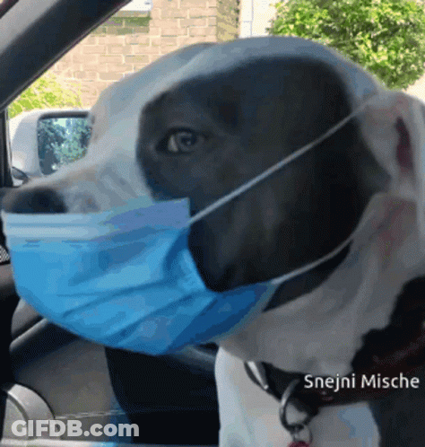 A Black And White Dog Wearing A Blue Face Mask With The Caption Snejni Mische GIF