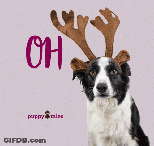 A Black And White Dog Wearing Reindeer Antlers With The Words Oh Dear Above It GIF
