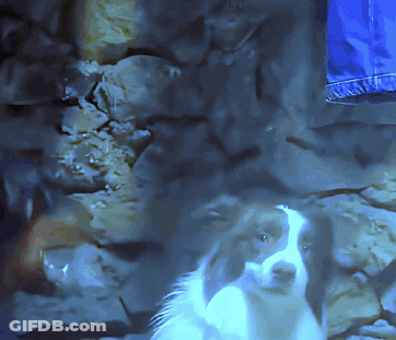 A Black And White Dog With A Blue Background GIF
